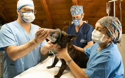 Professional veterinary clinic setup featuring a digital X-ray system, animal-specific anesthesia machine, and high-durability exam tables.